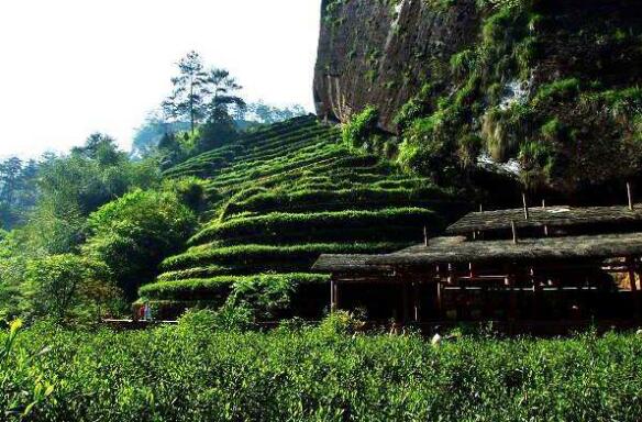 武夷山岩茶属于什么茶