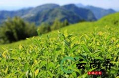 高山茶属于什么茶 高山茶属于绿茶还是红茶